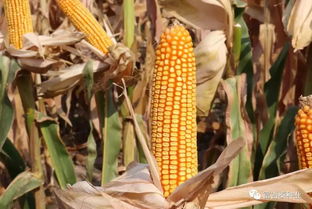 富吉泰種業(yè)在行動 黃淮海首場豫單9953夏播籽粒機收千人大會在新鄉(xiāng)輝縣成功舉行