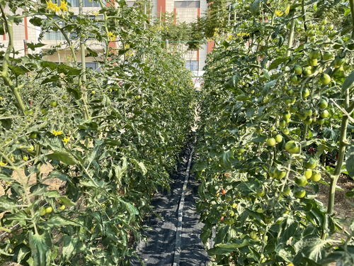 近800個 廣州歷年最多番茄新品種的展示會來了