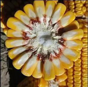 難 農民不知道種啥好