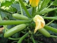 供應最好西葫蘆種子-法國歐曼 最優質西葫蘆種子廠家 【凱特種業西_農副產品_世界工廠網中國產品信息庫