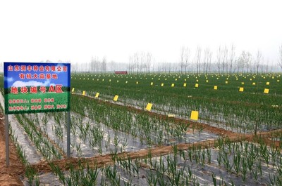 潤(rùn)豐種業(yè)有機(jī)大蒜基地 種業(yè)創(chuàng)新引領(lǐng)綠色農(nóng)業(yè)發(fā)展