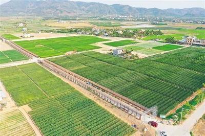 海墾南繁產(chǎn)業(yè)集團(tuán) 深度參與南繁產(chǎn)業(yè)建設(shè)，打造種業(yè)新力量