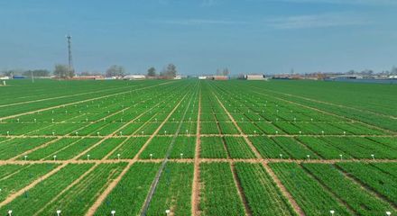 更全、更專、更廣 中國(guó)種子大會(huì)馬蘭小麥種業(yè)展示會(huì)引領(lǐng)種業(yè)創(chuàng)新