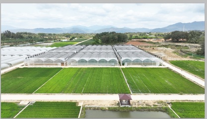 跨越千里，上海農(nóng)科青年在“種業(yè)硅谷”播種未來(lái)