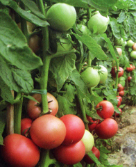 西安常豐園種業有限責任公司 種業科技，豐收之源